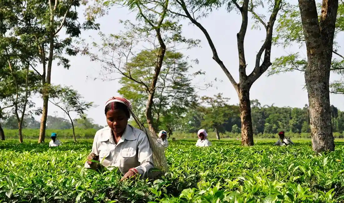 ASSAM ENCHANTMENT: 5-Day NATURE & CULTURE EXPLORATION