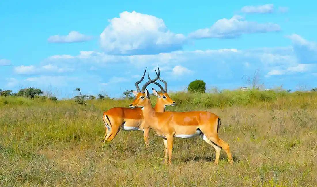 Safari Serenade: 7-Day Kenya Wildlife Adventure
