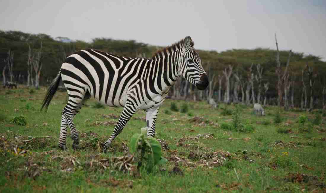 The Great Savana Expedition - 14 Days
