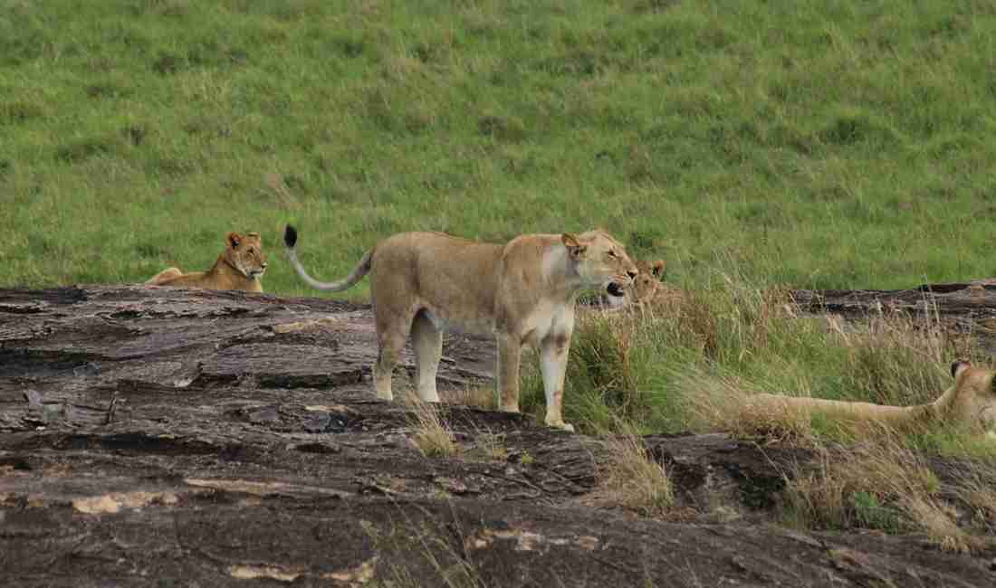 Majestic Kenya Safari Spectacle -9-Day
