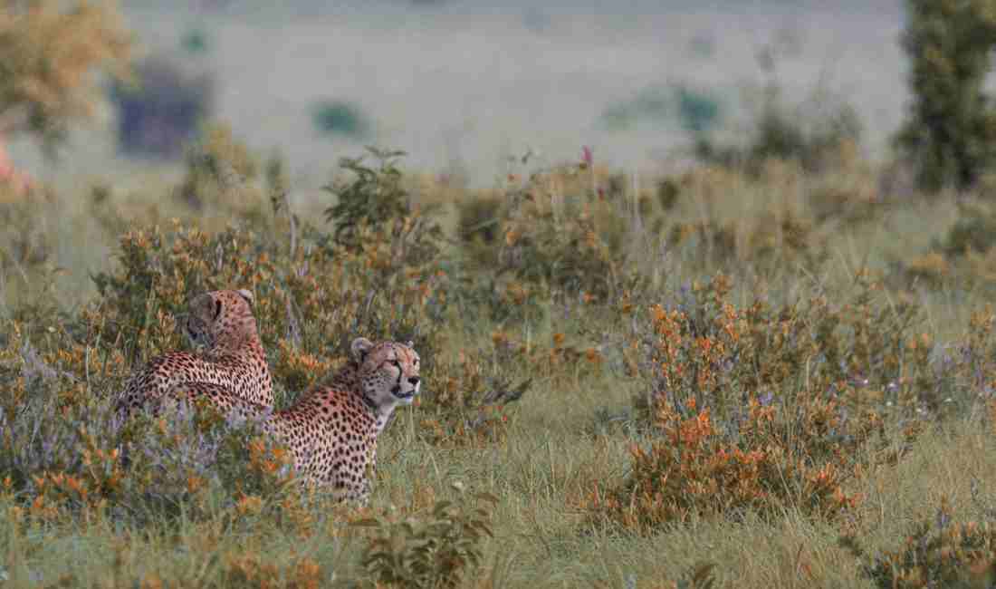 Safari Serenade: 7-Day Kenya Wildlife Adventure
